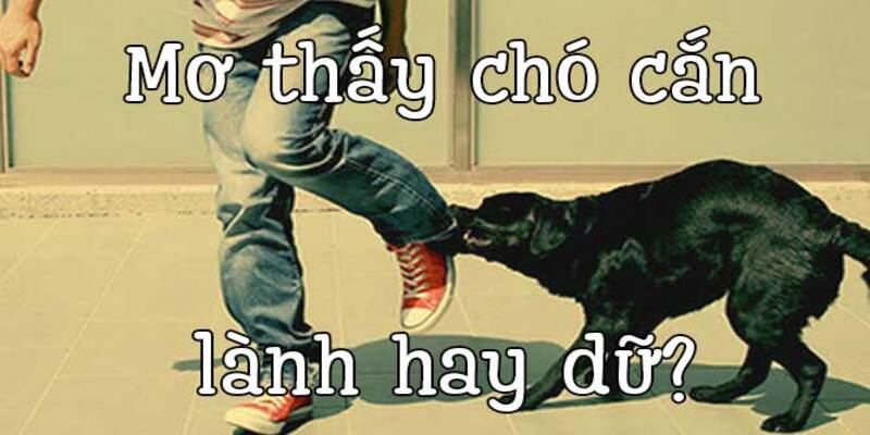 Những con số may mắn đi kèm với giấc mơ bị chó cắn