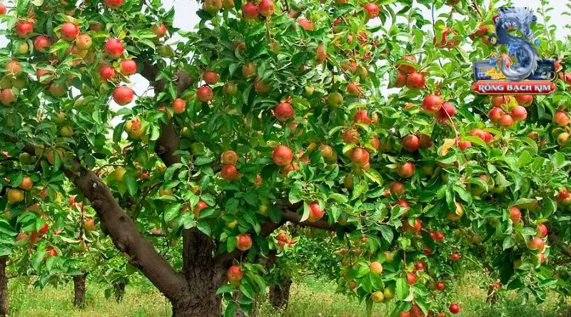 Mơ thấy cây nhiều quả báo hiệu kinh tế khấm khá