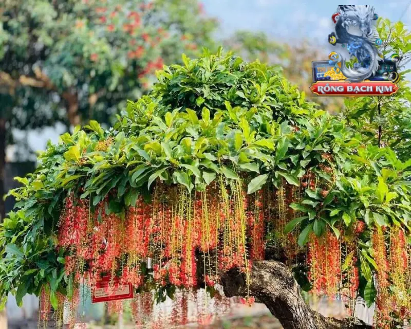 Mơ thấy rừng cây nhiều lộc báo hiệu nhiều điều tốt đẹp