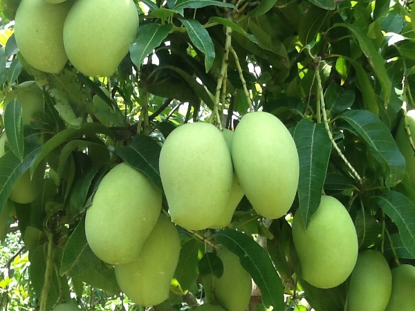 Nằm mơ thấy quả xoài đánh đề con gì?