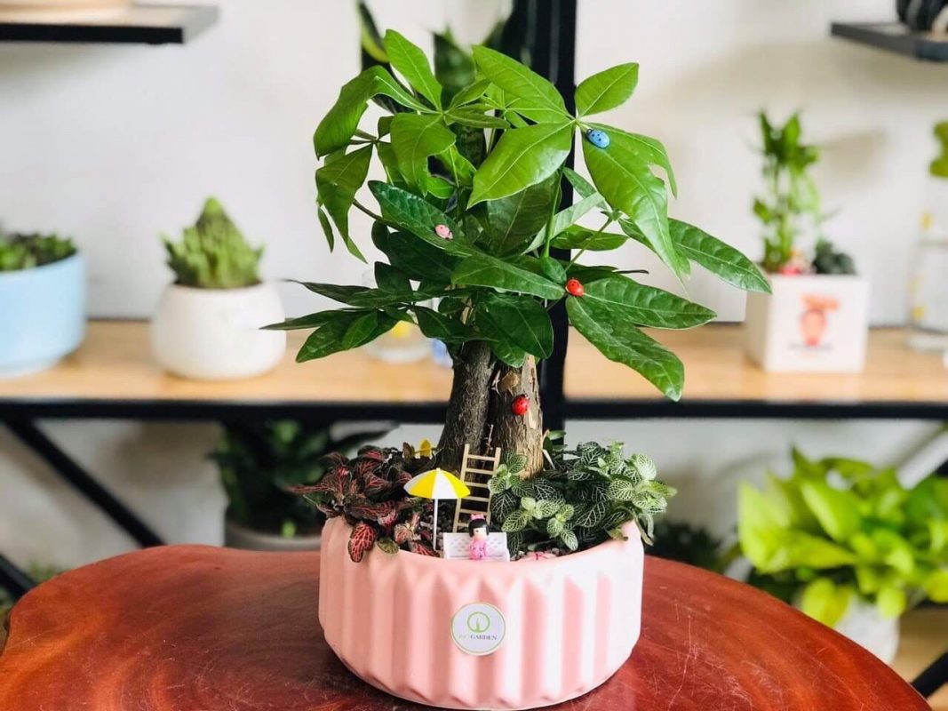 Giải mã giấc mơ thấy cây cảnh