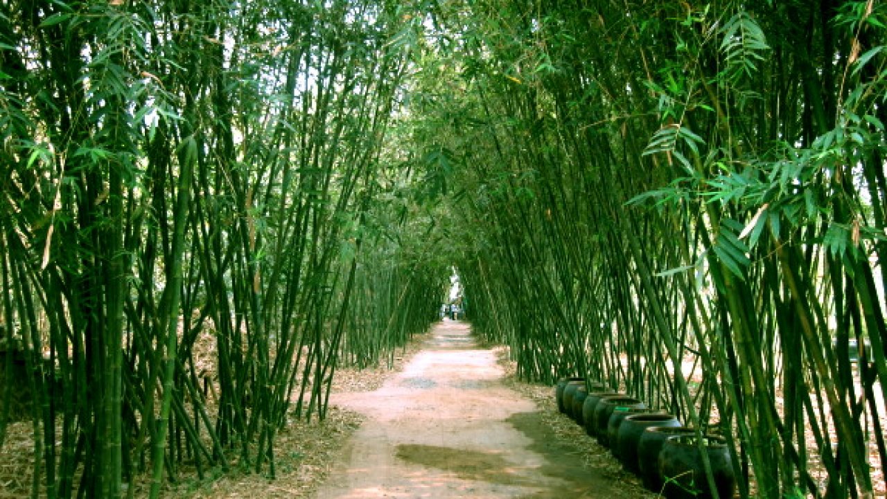 Nằm mơ thấy cây tre đánh đề con gì?