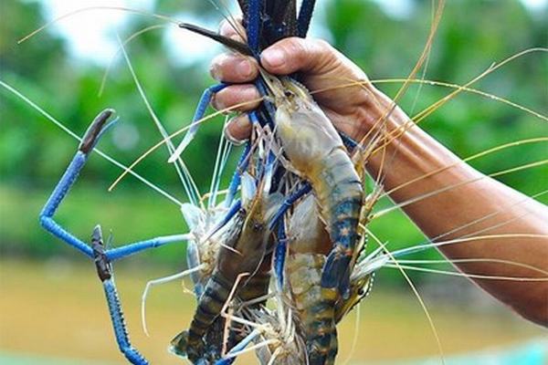 Ý nghĩa của giấc mơ thấy bắt tôm
