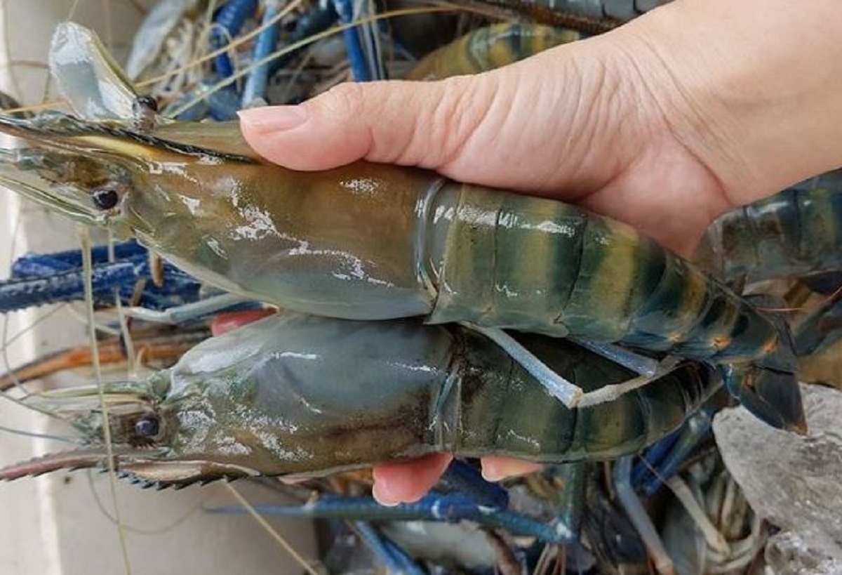 Nằm mơ thấy bắt tôm đánh đề con gì?
