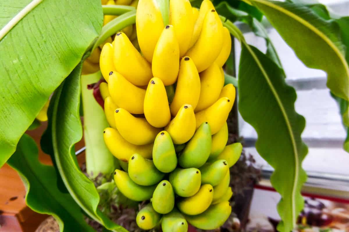 Nằm mơ thấy buồng chuối chín vàng đánh đề con gì?