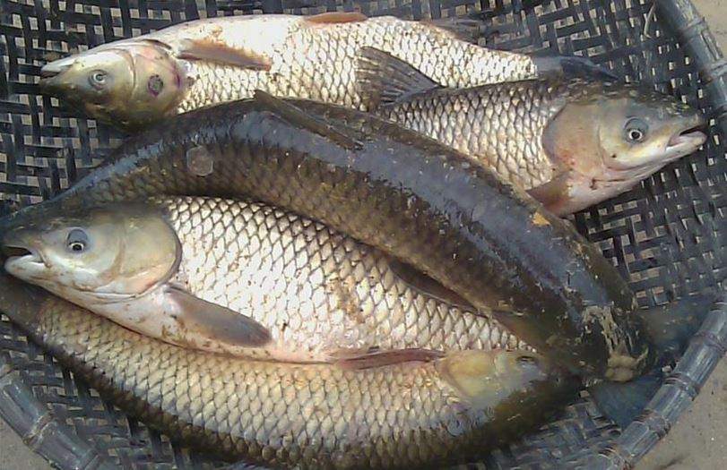 Mơ thấy cá trắm có ý nghĩa gì?