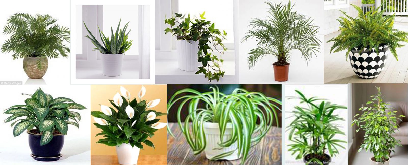 Mơ thấy cây cảnh có ý nghĩa gì?
