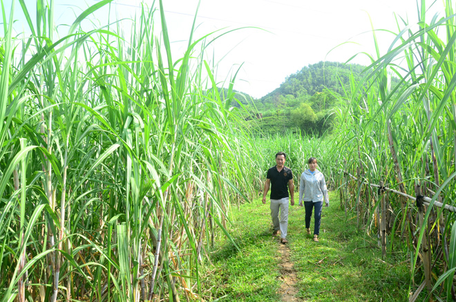 Nằm mơ thấy cây mía đánh đề con gì?