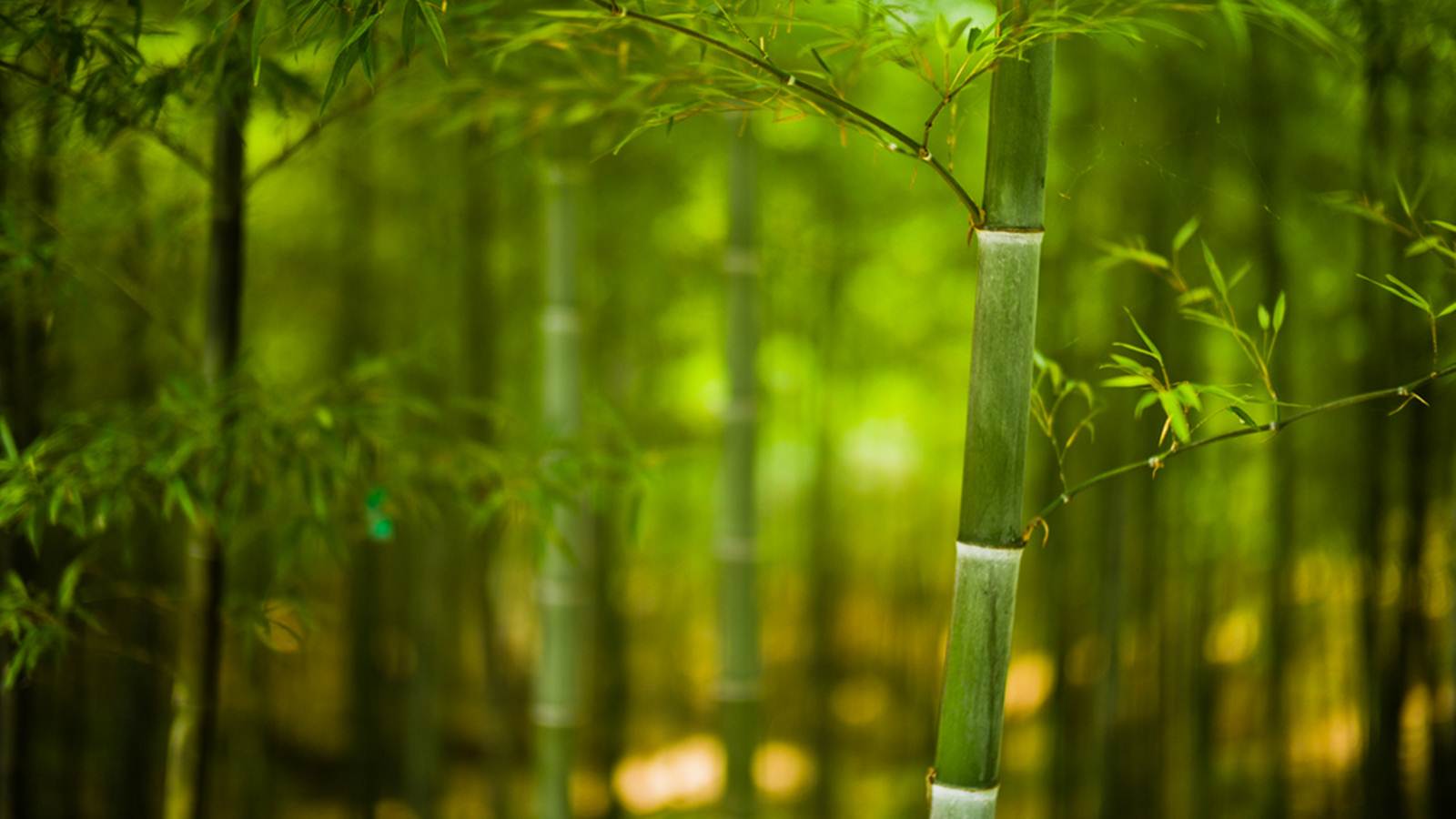 Ý nghĩa của giấc mơ thấy cây tre