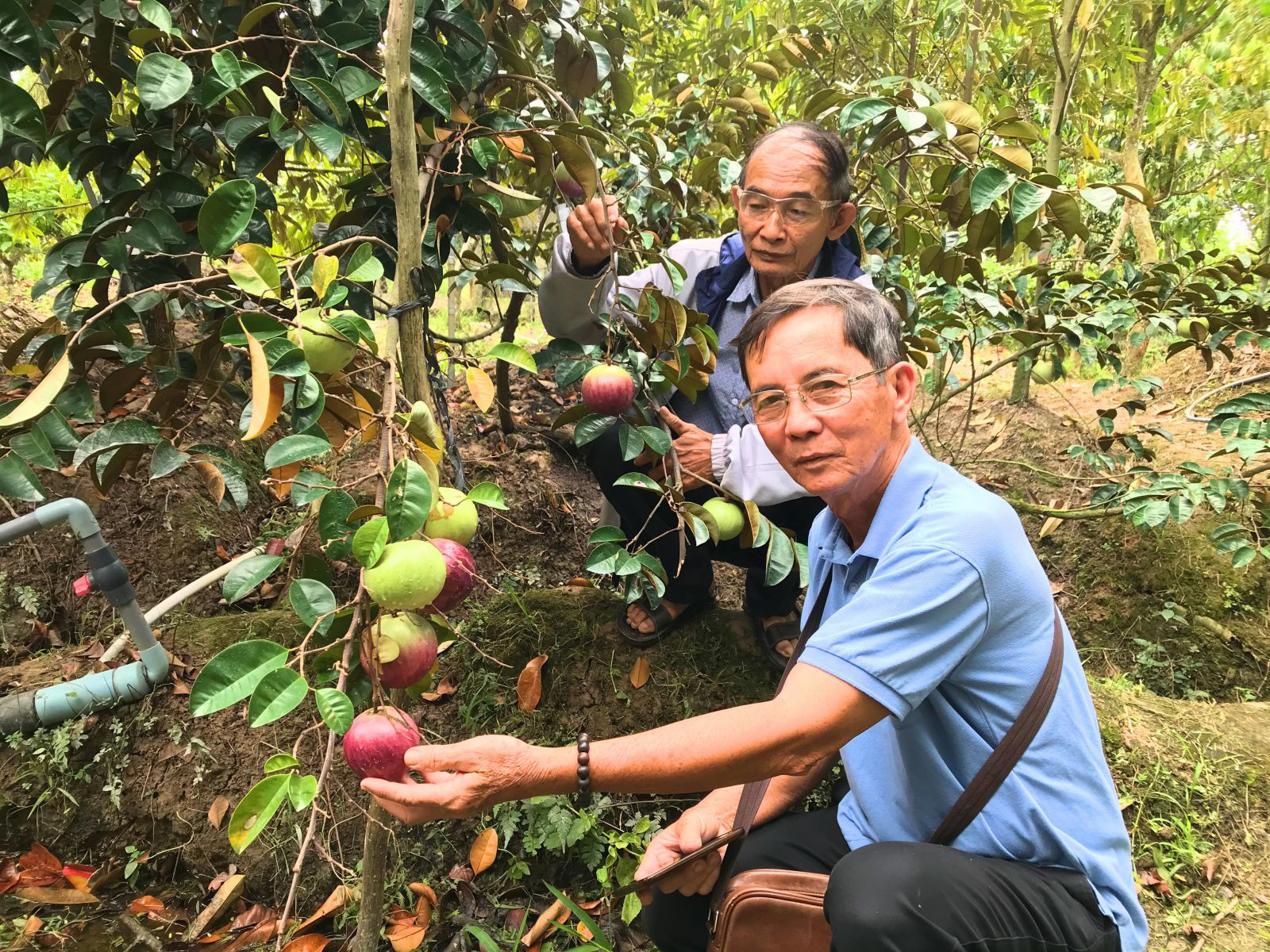 Mơ thấy cây vú sữa có ý nghĩa gì?
