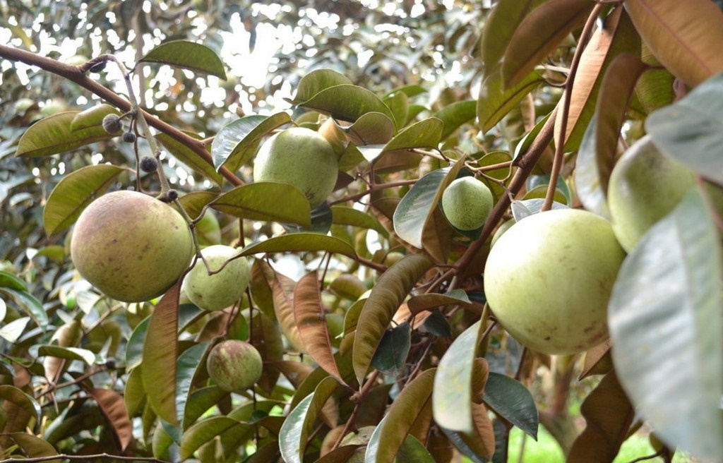 Nằm mơ thấy cây vú sữa đánh đề con gì?