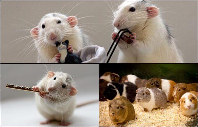 Ý nghĩa của giấc mơ khi thấy chuột cắn
