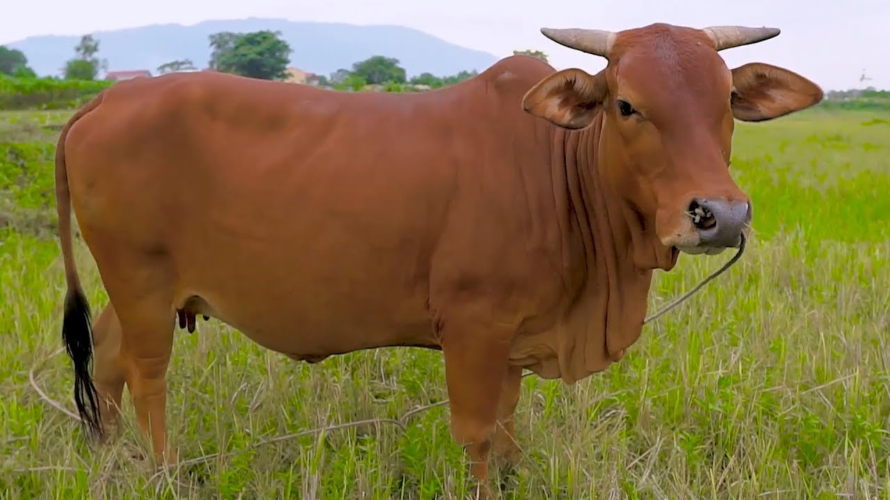 Nằm mơ thấy con bò đánh con đề gì?