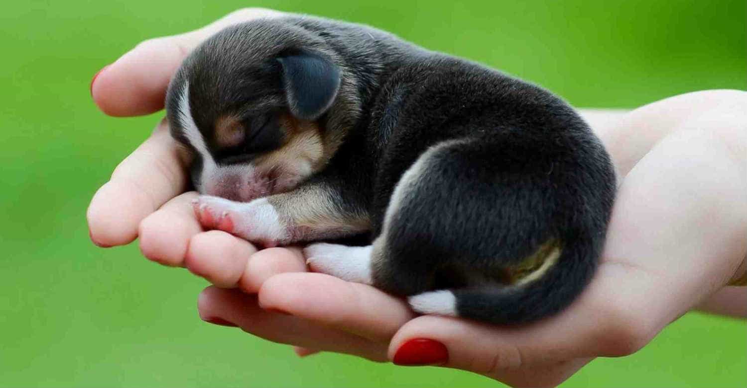 Mơ thấy con chó có ý nghĩa gì?