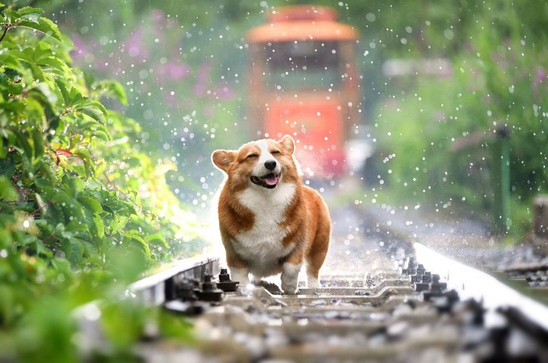 Nằm mơ thấy con chó đánh đề con gì?
