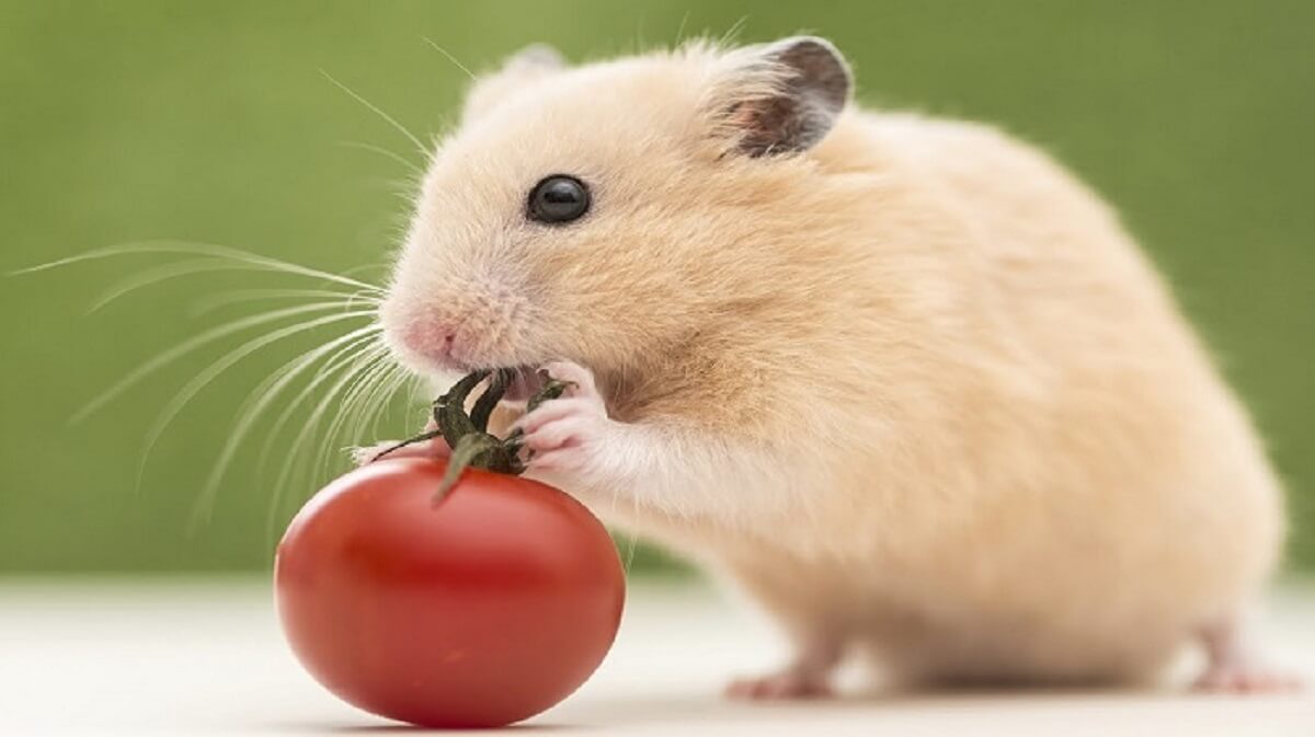 giải mã giấc mơ thấy con chuột