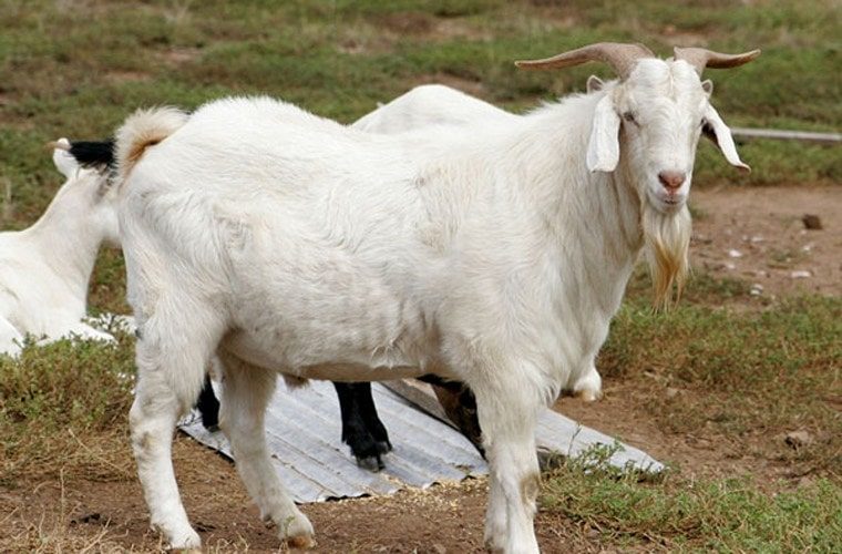 Mơ thấy con dê có ý nghĩa gì?