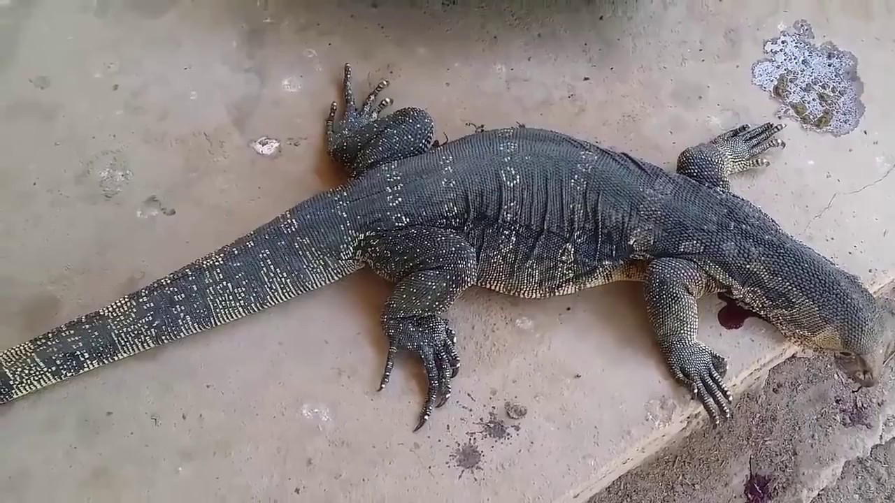 Giải mã giấc mơ thấy con kỳ đà