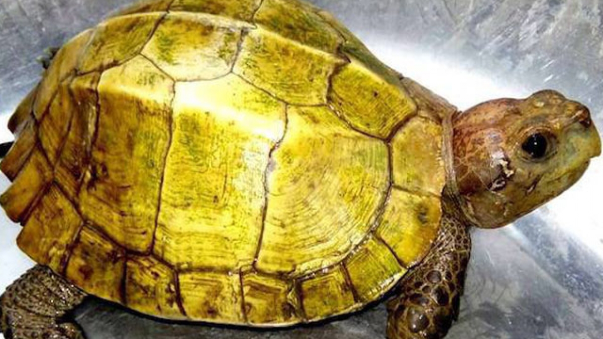 Giải mã giấc mơ thấy con rùa