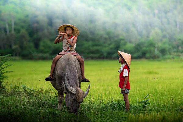 Giải mã giấc mơ thấy con trâu