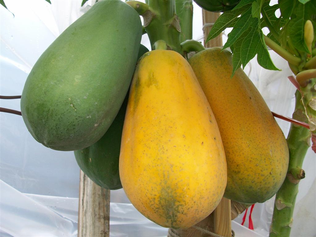 Nằm mơ thấy đu đủ đánh đề con gì?