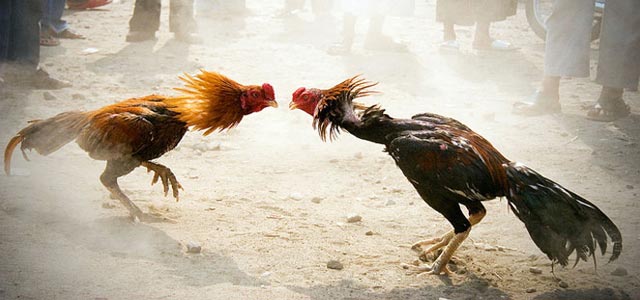 Mơ thấy gà chọi có ý nghĩa gì?