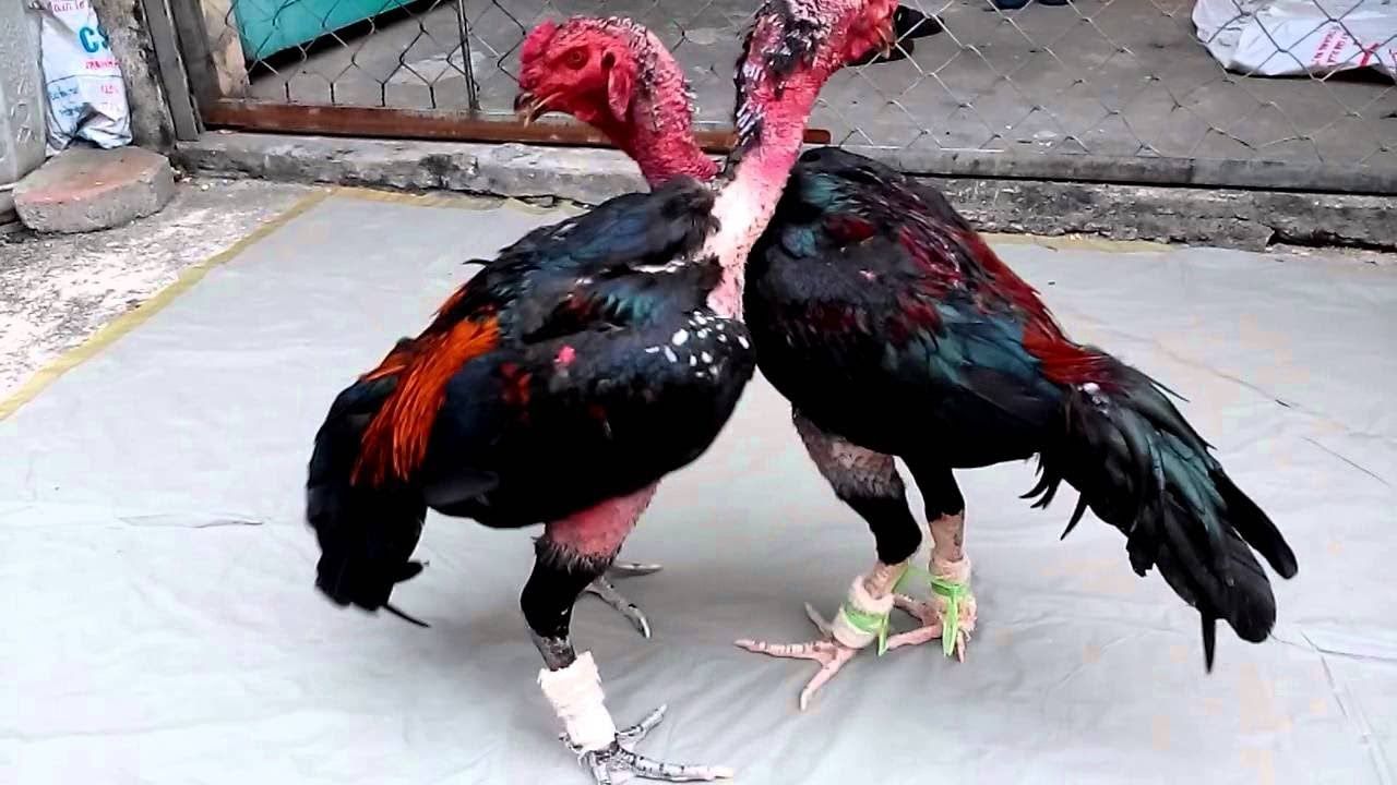Nằm mơ thấy gà chọi đánh đề con gì?