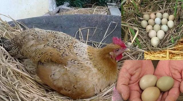 Nằm mơ thấy gà đẻ trứng đánh đề con gì?