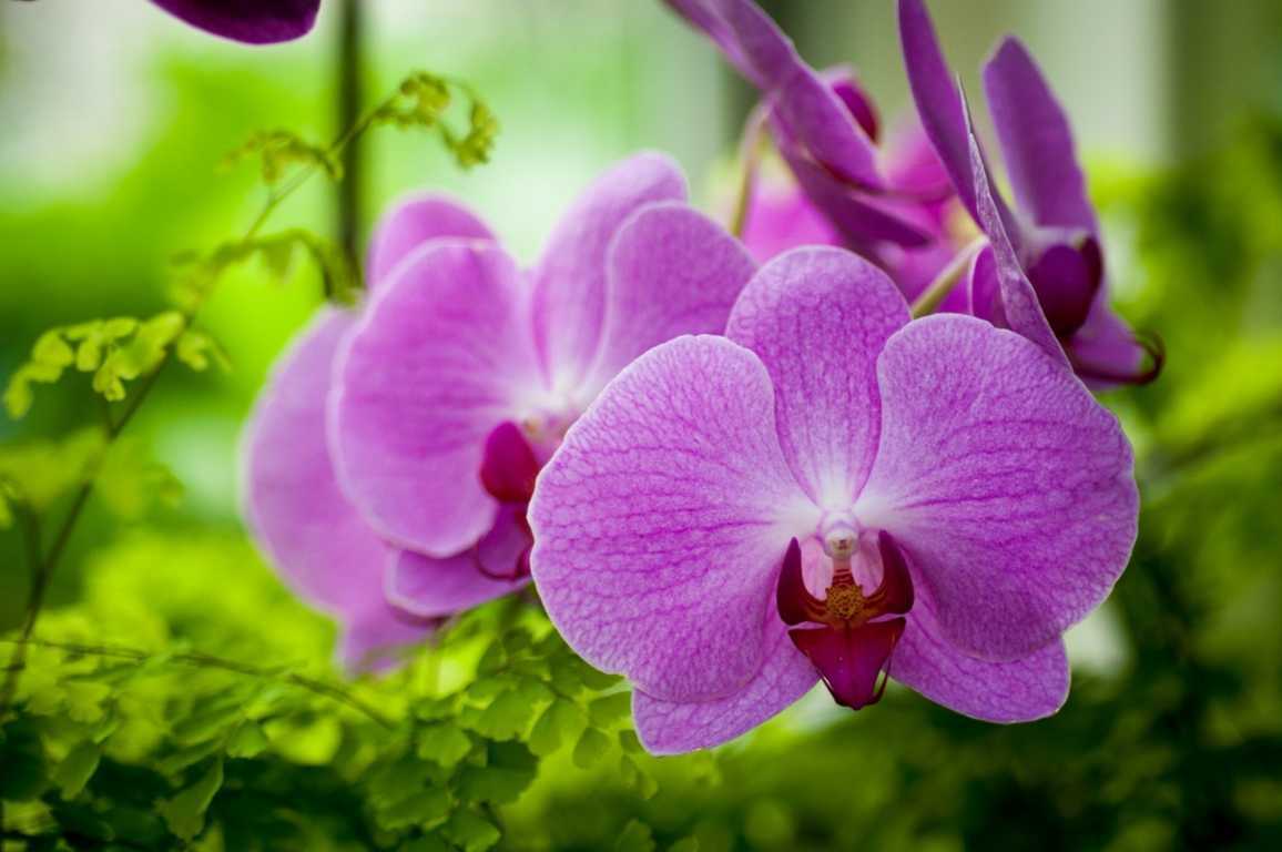 Mơ thấy hoa lan có ý nghĩa gì?