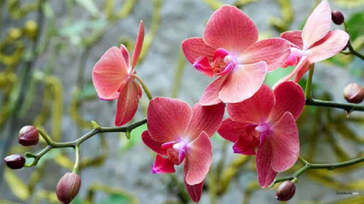 Giải mã giấc mơ thấy hoa lan