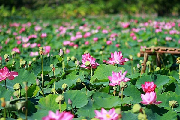 Nằm mơ thấy hoa sen đánh đề con gì?