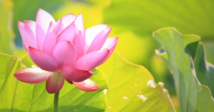 Mơ thấy hoa sen có ý nghĩa gì?
