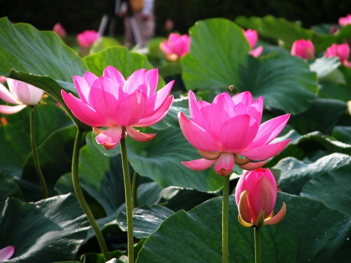 Giải mã giấc mơ thấy hoa sen