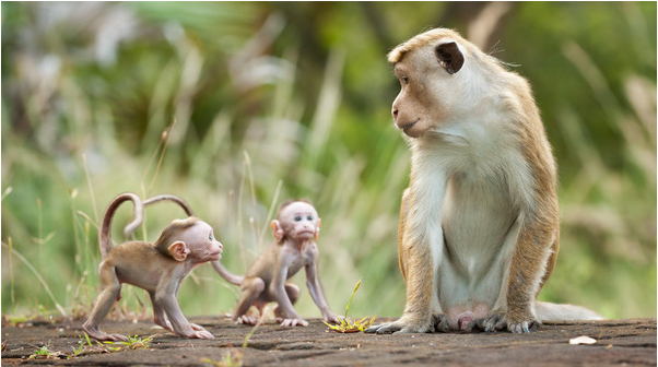 mơ thấy khỉ có ý nghĩa gì?