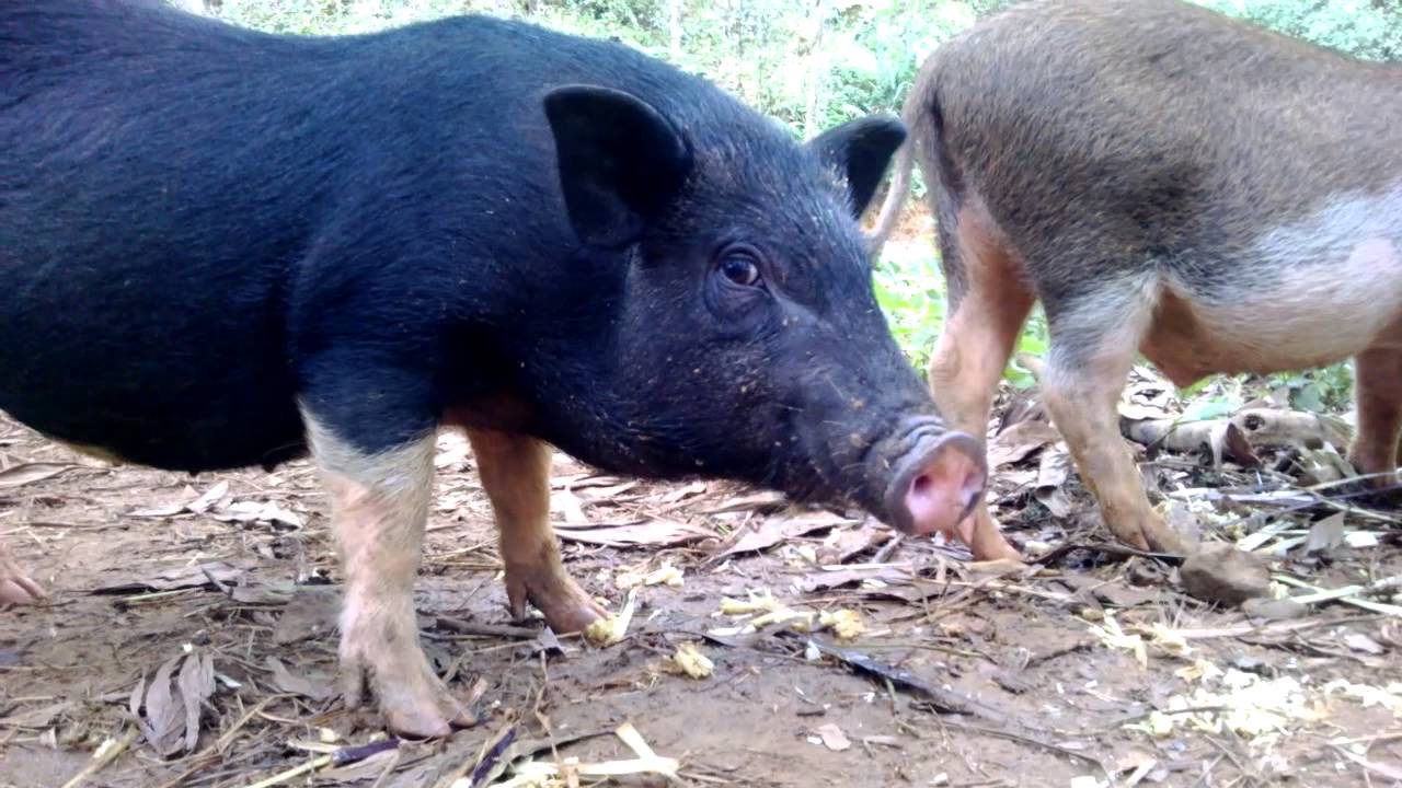 Mơ thấy lợn đen có ý nghĩa gì?