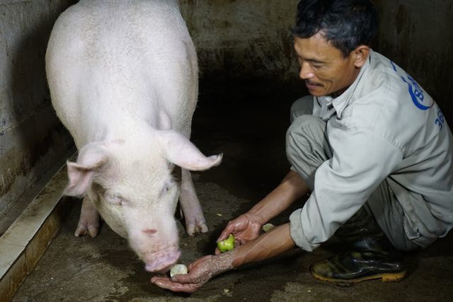 Mơ thấy lợn trắng có ý nghĩa gì?