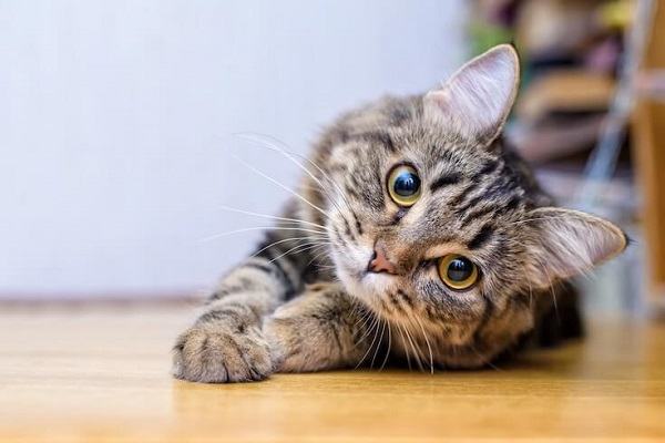 Giải mã giấc mơ thấy mèo