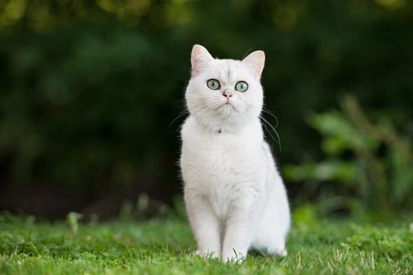 Nằm mơ thấy mèo đánh đề con gì?