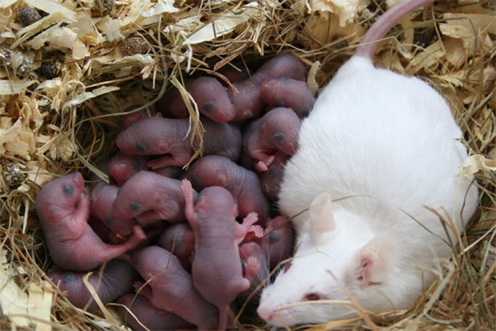 Ý nghĩa của giấc mơ thấy nhiều chuột