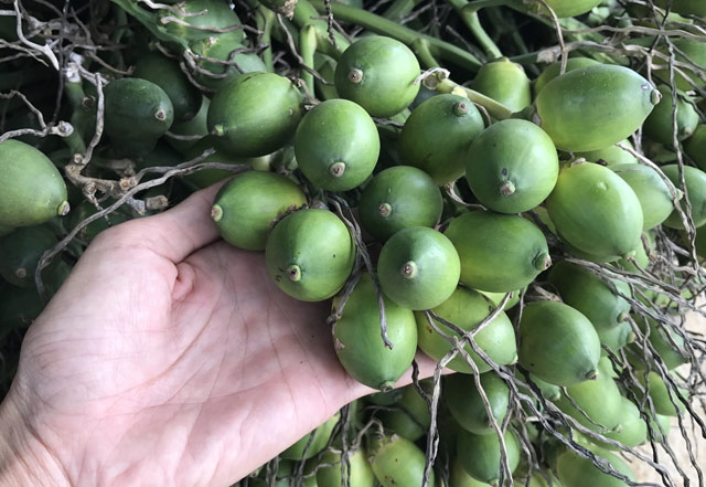 Ý nghĩa của giấc mơ thấy quả cau