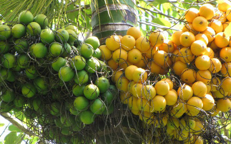Giải mã giấc mơ thấy quả cau