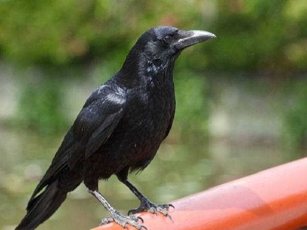Mơ thấy quạ đen đánh đề con gì?