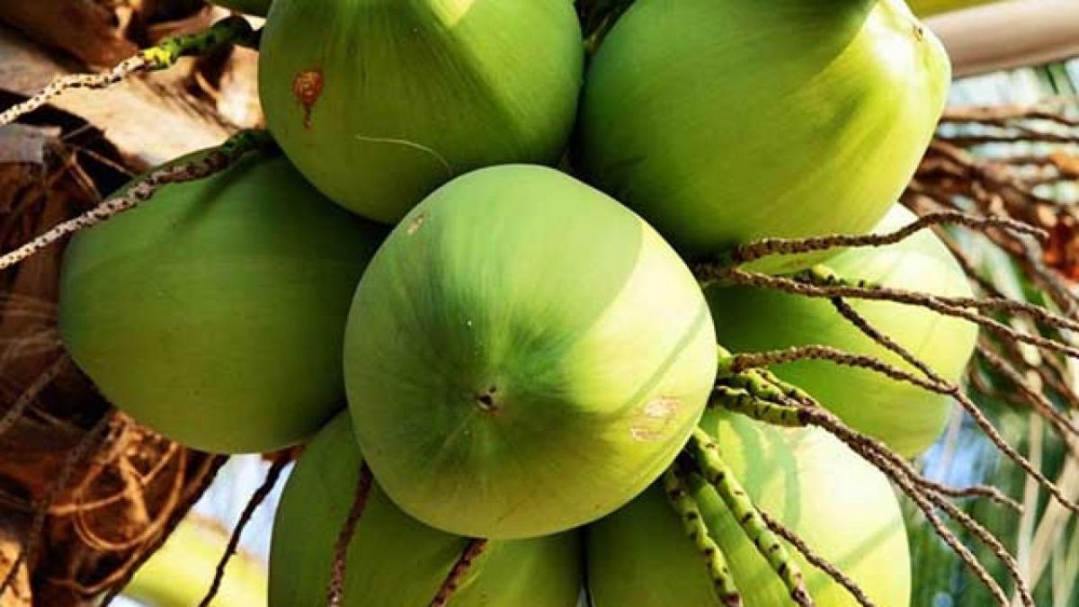 Ý nghĩa của giấc mơ thấy quả dừa
