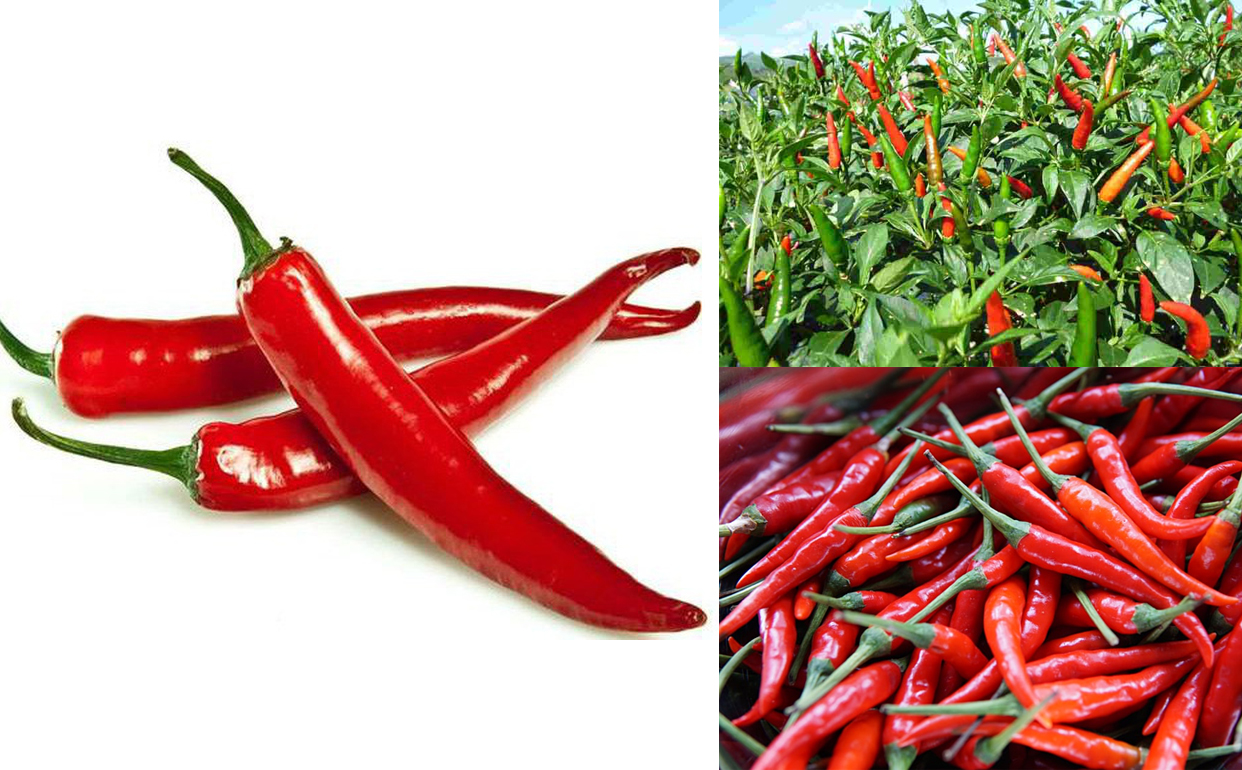 Nằm mơ thấy quả ớt đánh đề con gì?