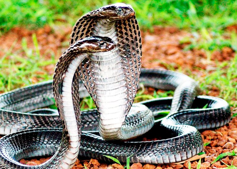 Giải mã giấc mơ thấy rắn hổ mang