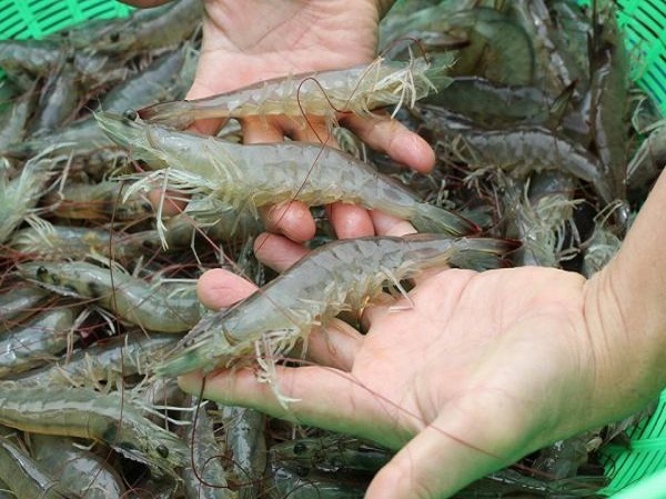 Mơ thấy tôm có ý nghĩa gì?