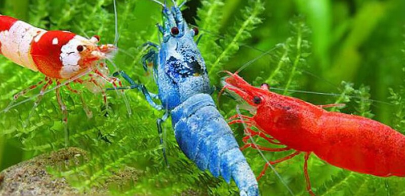 Giải mã giấc mơ thấy tôm
