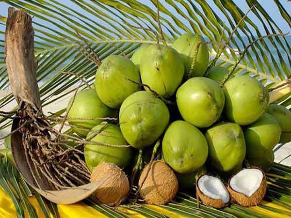 Ý nghĩa của giấc mơ thấy trái dừa