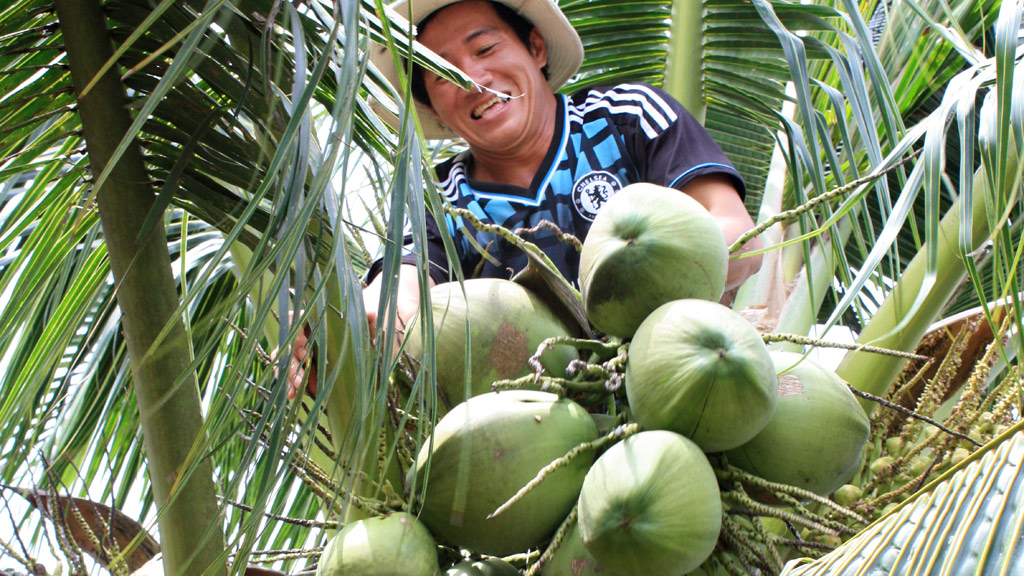 Giải mã giấc mơ thấy trái dừa