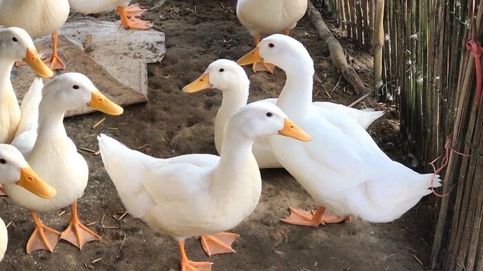 Mơ thấy vịt có ý nghĩa gì?